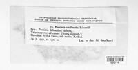 Puccinia caulincola image